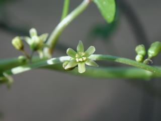Img.VTax3647.ExN.Img4
