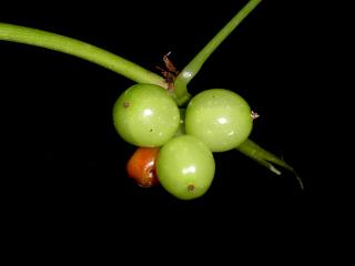 Img.VTax3647.ExN.Img6