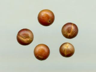 Img.VTax3647.ExN.Img7