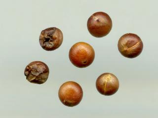 Img.VTax3647.ExN.Img8