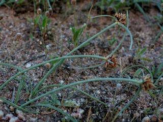 Img.VTax3721.ExN.Img2