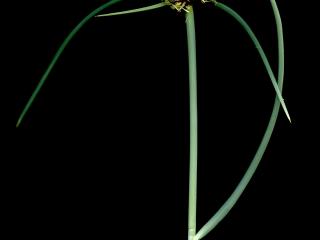 Img.VTax3721.ExN.Img6