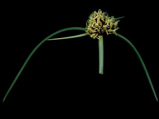 Img.VTax3721.ExN.Img7