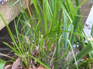 Img.VTax3728.ExN.Img3
