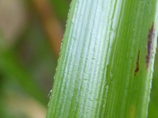Img.VTax3728.ExN.Img6
