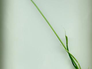 Img.VTax3728.ExN.Img7