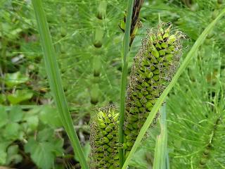 Img.VTax3776.ExN.Img2