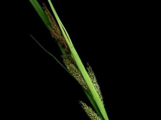 Img.VTax3776.ExN.Img3