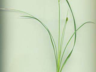 Img.VTax3782.ExN.Img2