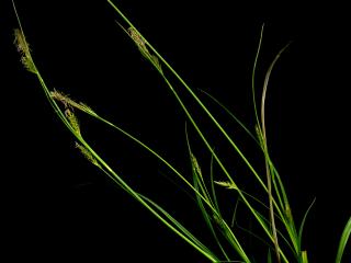 Img.VTax3782.ExN.Img8