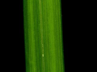 Img.VTax3793.ExN.Img1