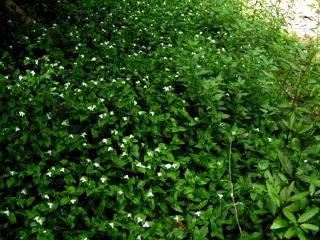 Img.VTax3820.ExN.Img5
