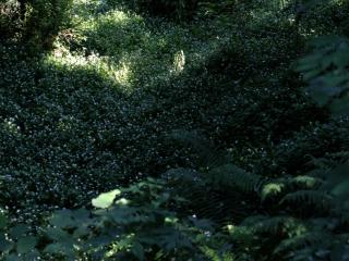 Img.VTax3820.ExN.Img7