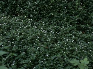 Img.VTax3820.ExN.Img8