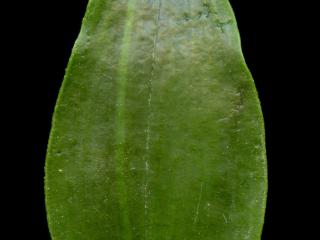 Img.VTax3820.ExN.Img9