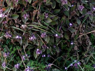 Img.VTax3821.ExN.Img1