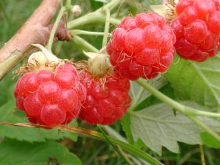 Img.VTax387.ExN.Img3