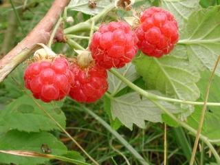 Img.VTax387.ExN.Img6