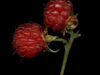 Img.VTax387.ExN.Img7