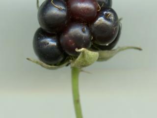 Img.VTax388.ExN.Img7
