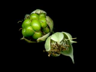Img.VTax388.ExN.Img9
