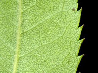 Img.VTax405.ExN.Img12