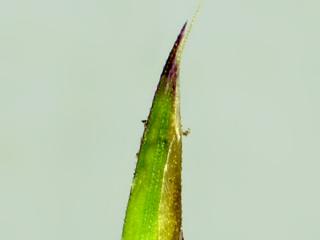 Img.VTax4054.ExN.Img12
