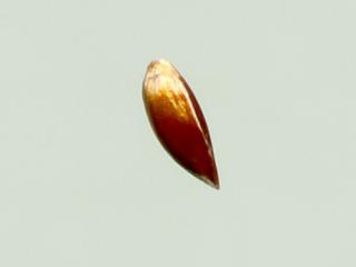 Img.VTax4054.ExN.Img3