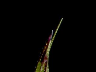 Img.VTax4054.ExN.Img6