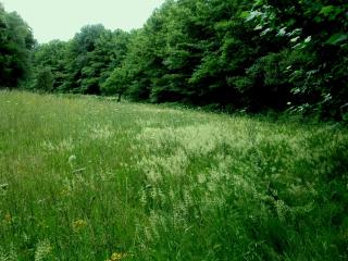 Img.VTax4056.ExN.Img3