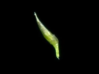 Img.VTax4158.ExN.Img1