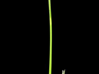 Img.VTax4158.ExN.Img10