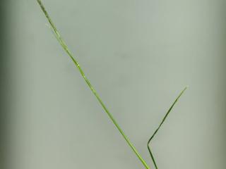 Img.VTax4158.ExN.Img4