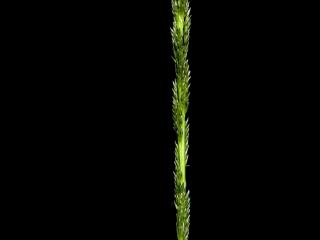 Img.VTax4158.ExN.Img9