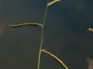 Img.VTax4182.ExN.Img4