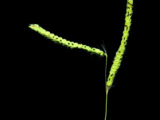 Img.VTax4182.ExN.Img9