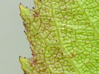 Img.VTax419.ExN.Img9