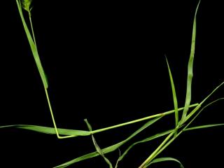 Img.VTax4193.ExN.Img1