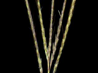 Img.VTax4203.ExN.Img7