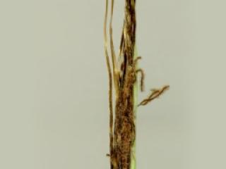 Img.VTax4208.ExN.Img8