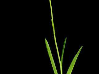 Img.VTax4233.ExN.Img4