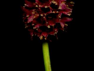 Img.VTax428.ExN.Img8