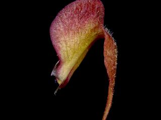 Img.VTax4289.ExN.Img9