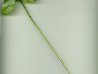 Img.VTax4322.ExN.Img9
