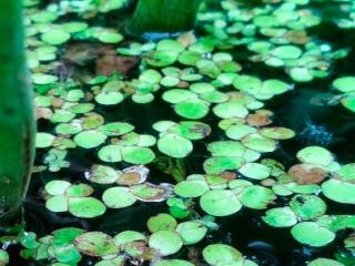 Img.VTax4324.ExN.Img6