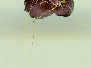 Img.VTax4324.ExN.Img7