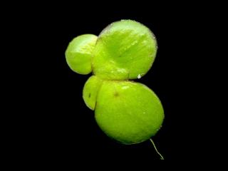 Img.VTax4324.ExN.Img8