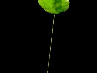 Img.VTax4327.ExN.Img3