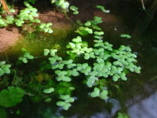 Img.VTax4327.ExN.Img4