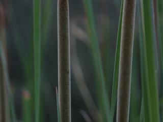 Img.VTax4335.ExN.Img3